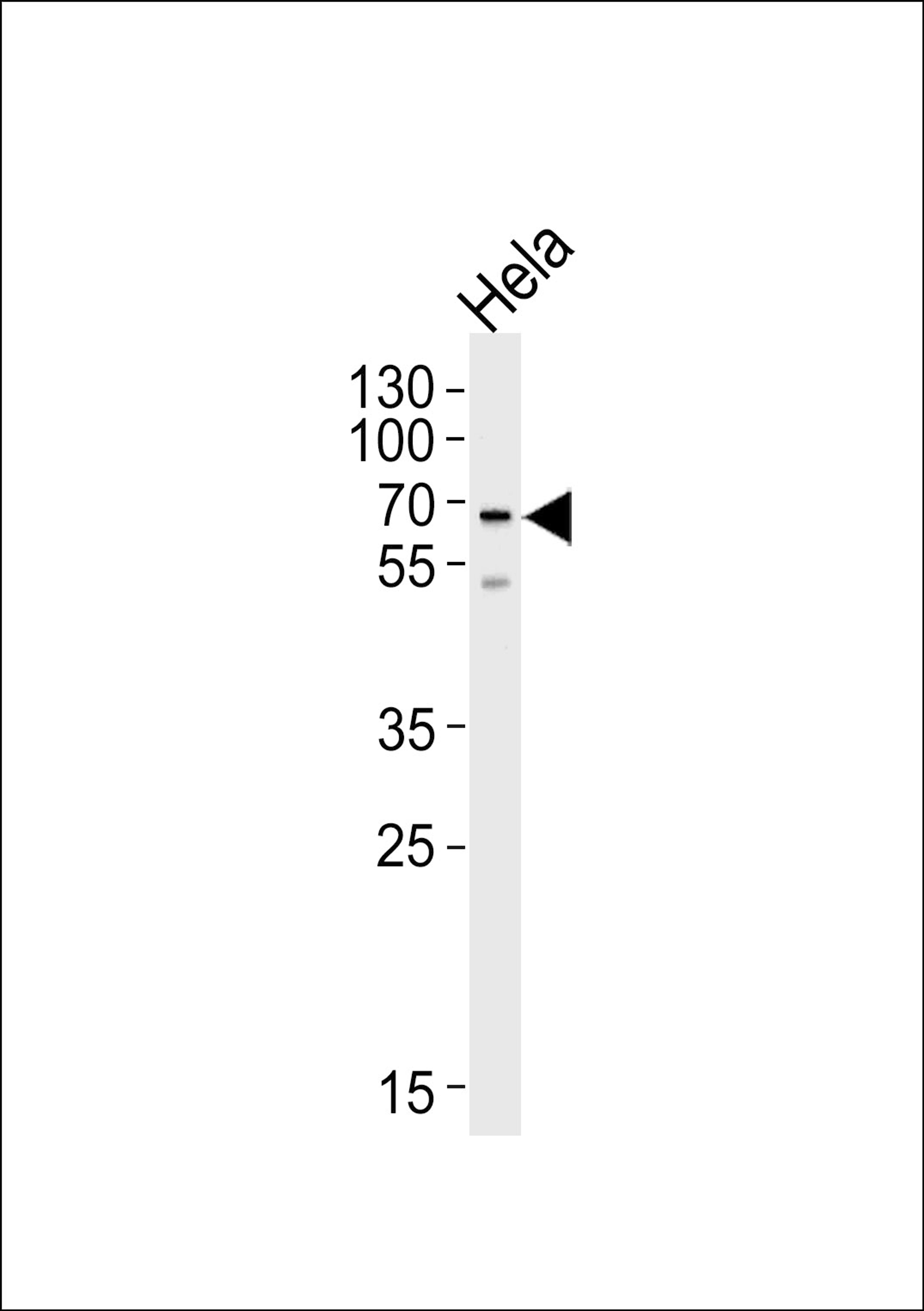 Western blot analysis of lysate from HeLa cell line, using NAP1L2 Antibody at 1:1000 at each lane.