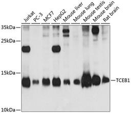 Western blot - TCEB1 antibody (A12515)