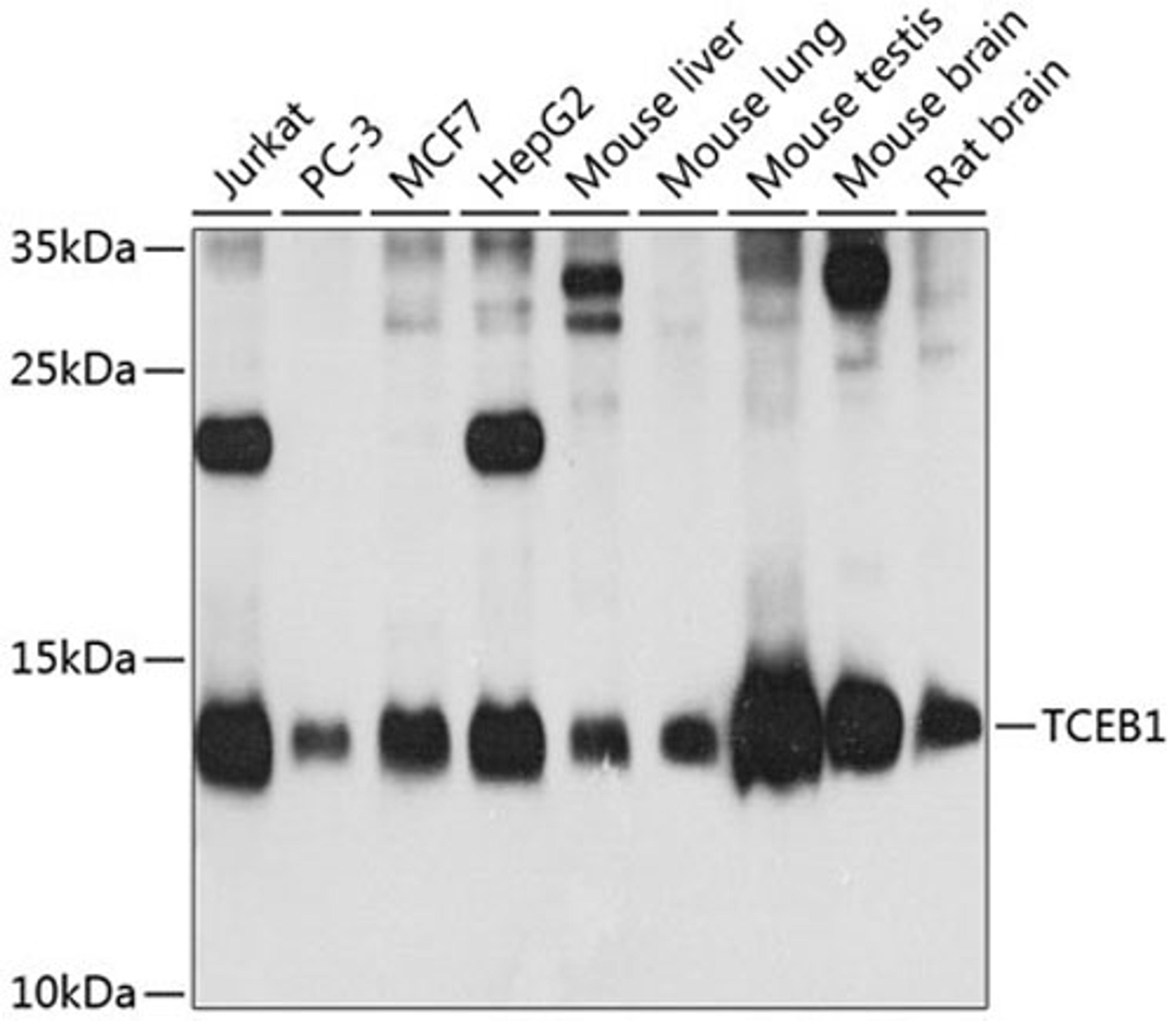 Western blot - TCEB1 antibody (A12515)