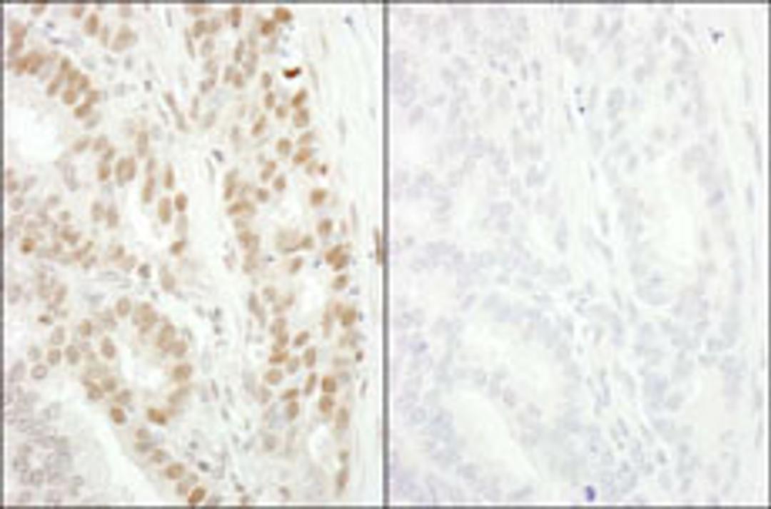 Detection of human Phospho-MCM2 (S53) by immunohistochemistry.