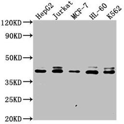 Western Blot. Positive WB detected in: HepG2 whole cell lysate, Jurkat whole cell lysate, MCF-7 whole cell lysate, HL-60 whole cell lysate, K562 whole cell lysate. All lanes: LSM11 antibody at 1:2000. Secondary. Goat polyclonal to rabbit IgG at 1/50000 dilution. Predicted band size: 40 kDa. Observed band size: 40 kDa. 