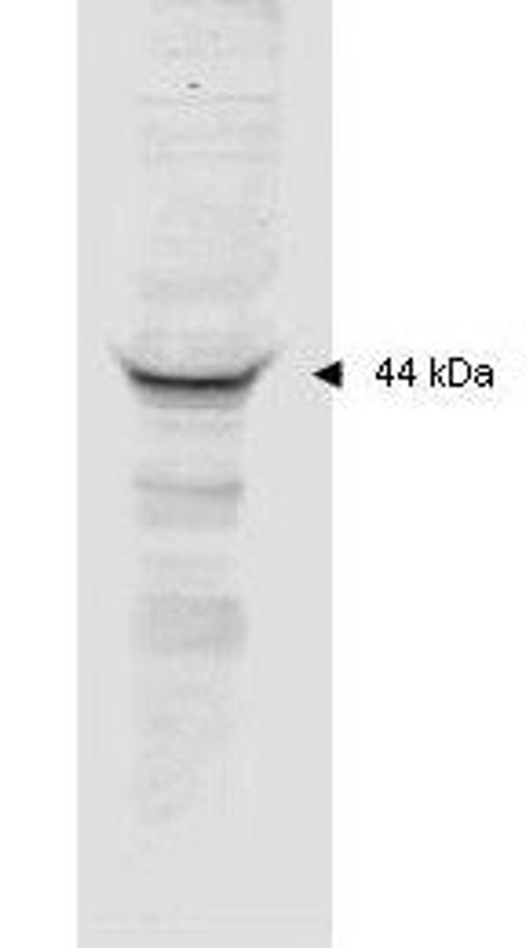 Western blot analysis of human heLa whole cell lysate using MAPKAP Kinase 2 antibody