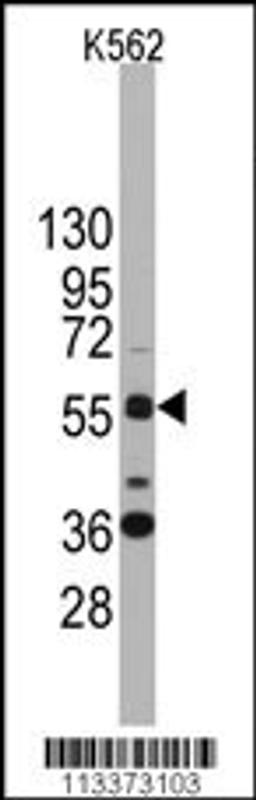 Western blot analysis of anti-SOX9 Antibody in K562 cell line lysates (35ug/lane)