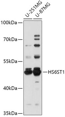 Western blot - HS6ST1 antibody (A17595)