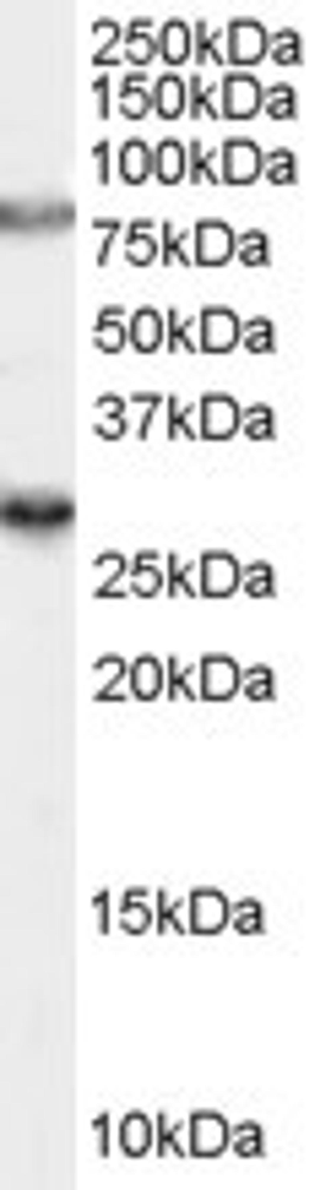 46-452 (0.3ug/ml) staining of rat brain lysate (35ug protein in RIPA buffer). Primary incubation was 1 hour. Detected by chemiluminescence.