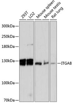 Western blot - ITGA8 antibody (A13056)