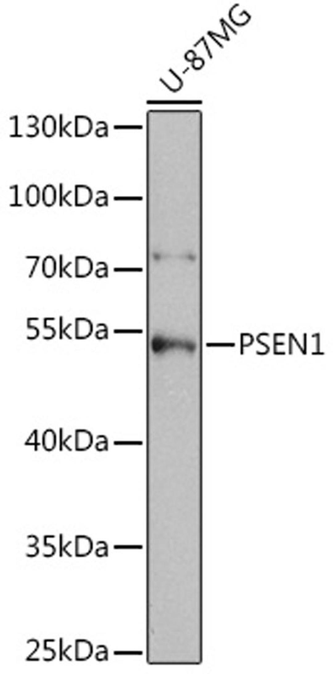 Western blot - PSEN1 antibody (A2187)