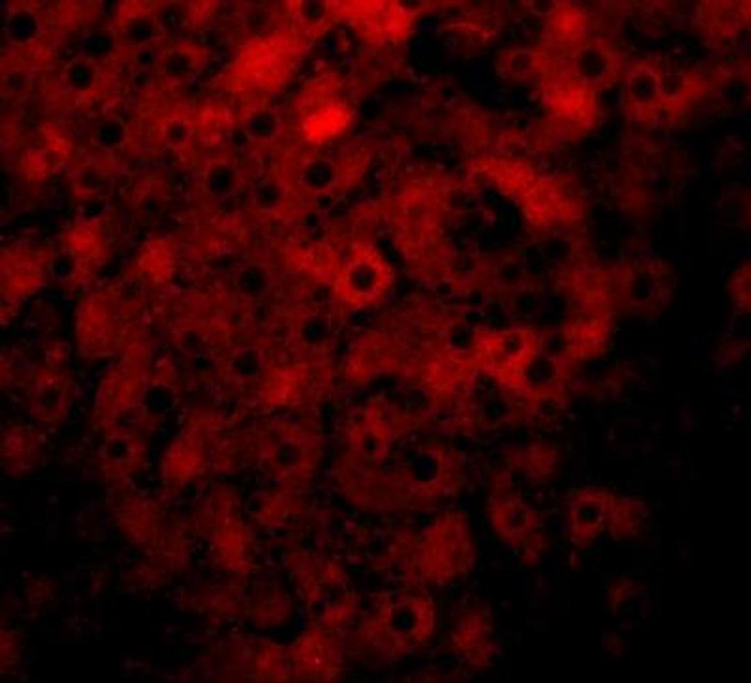 Immunocytochemistry/Immunofluorescence: JMJD1B Antibody [NBP1-77071] - Immunofluorescence of JMJD1B in rat liver tissue with JMJD1B antibody at 20 ug/mL.