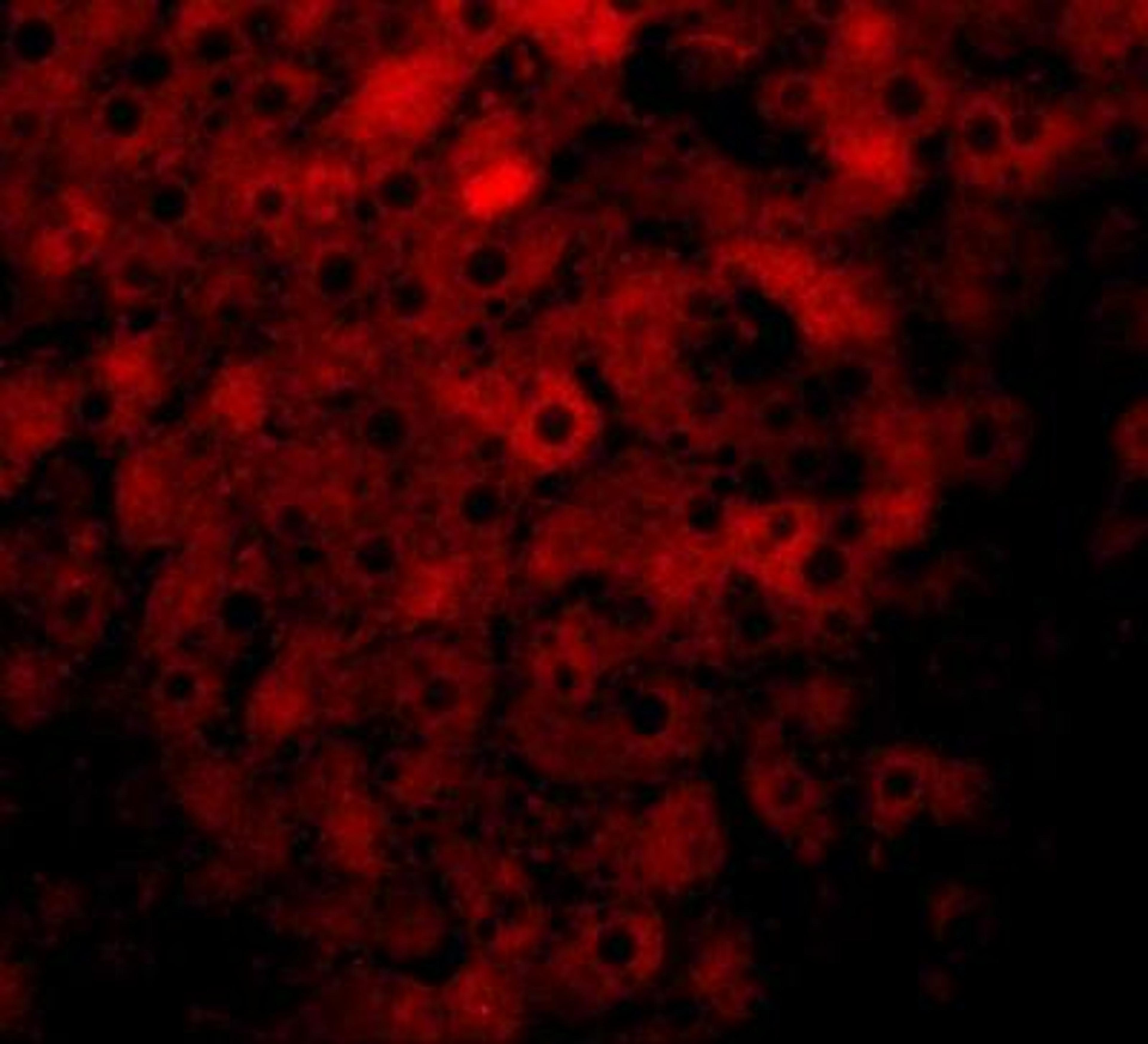 Immunocytochemistry/Immunofluorescence: JMJD1B Antibody [NBP1-77071] - Immunofluorescence of JMJD1B in rat liver tissue with JMJD1B antibody at 20 ug/mL.