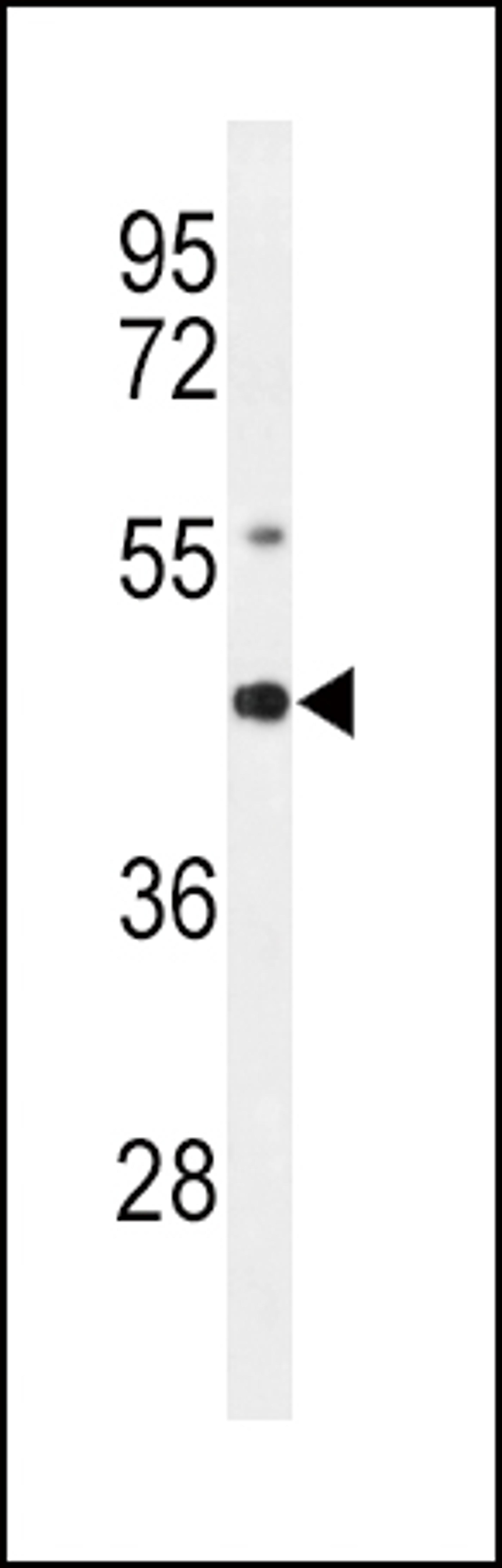 Western blot analysis of AGER Antibody in mouse lung tissue lysates (35ug/lane)