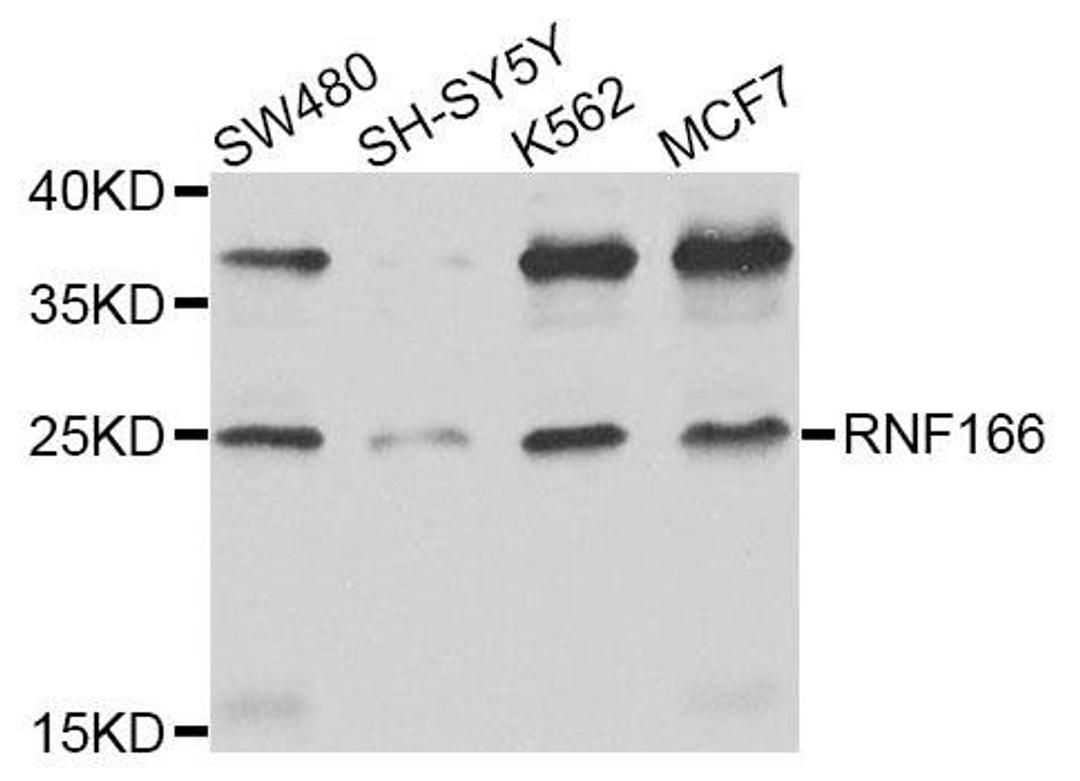 Western blot analysis of extracts of various cell lines using RNF166 antibody