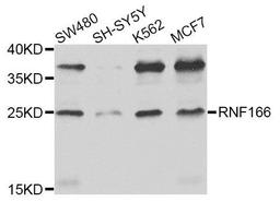 Western blot analysis of extracts of various cell lines using RNF166 antibody