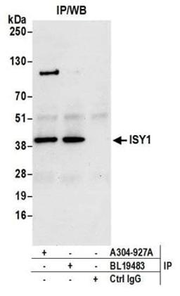 Detection of human ISY1 by western blot of immunoprecipitates.