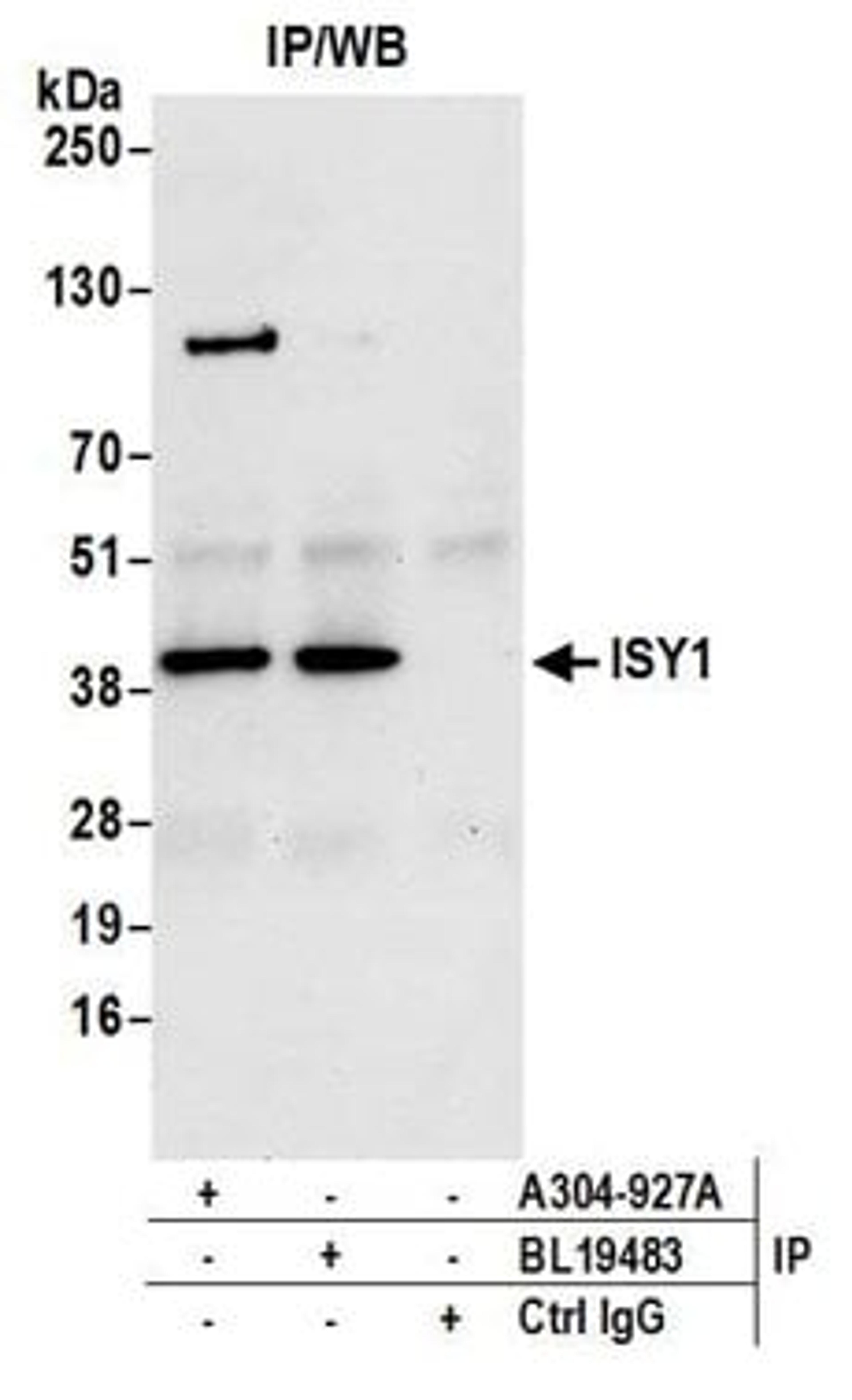 Detection of human ISY1 by western blot of immunoprecipitates.