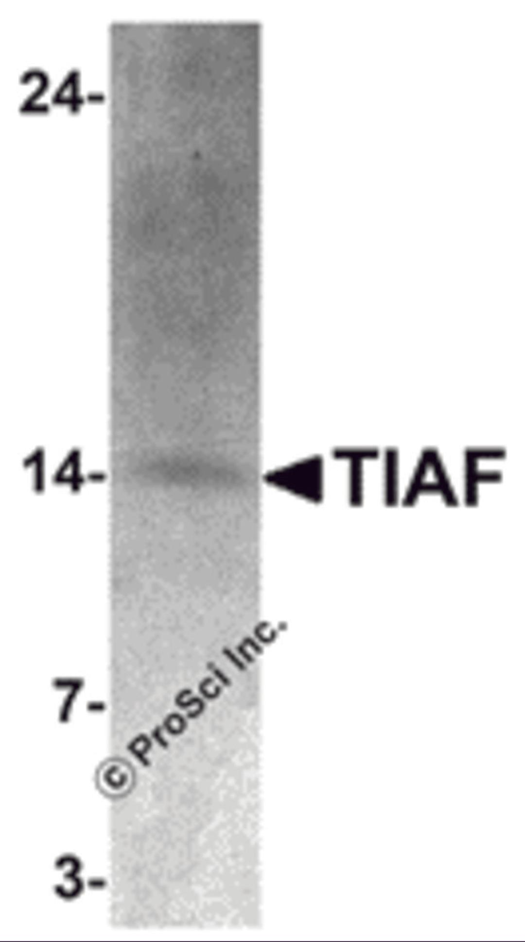 Western blot analysis of TIAF in K562 cell lysate with TIAF antibody at 1 μg/mL.