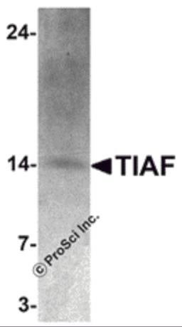 Western blot analysis of TIAF in K562 cell lysate with TIAF antibody at 1 μg/mL.