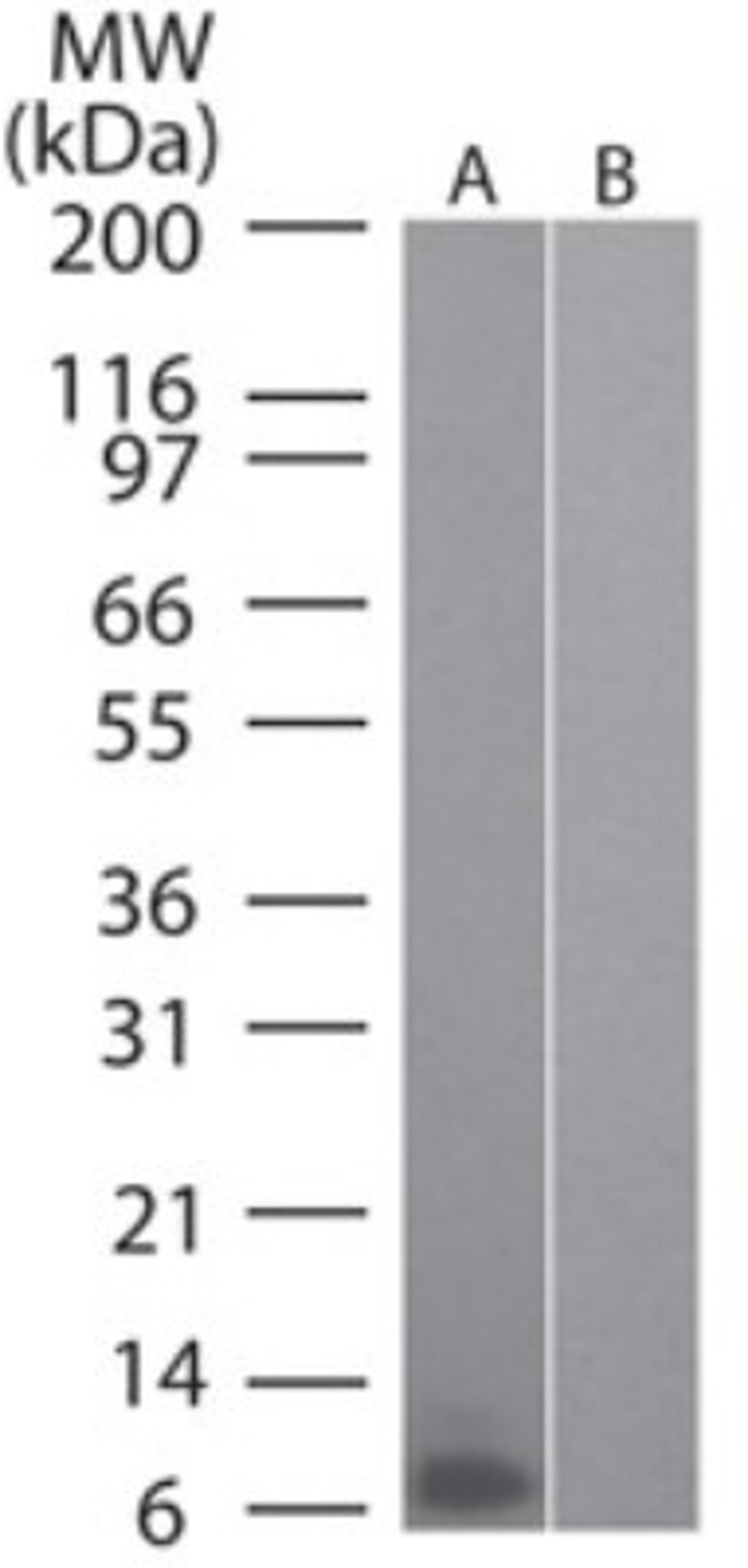 Western Blot: Macrophage Inflammatory Protein 3 alpha Antibody (4N8C7) [NBP2-27143] - Analysis of 1) mouse recombinant CCL20 and 2) human recombinant CCL20 using antibody at 0.1 ug/ml.