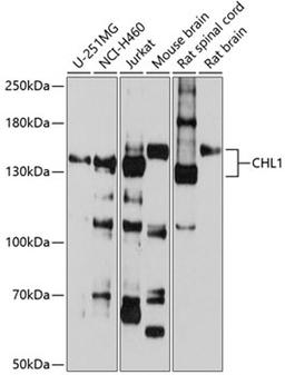 Western blot - CHL1 antibody (A9681)