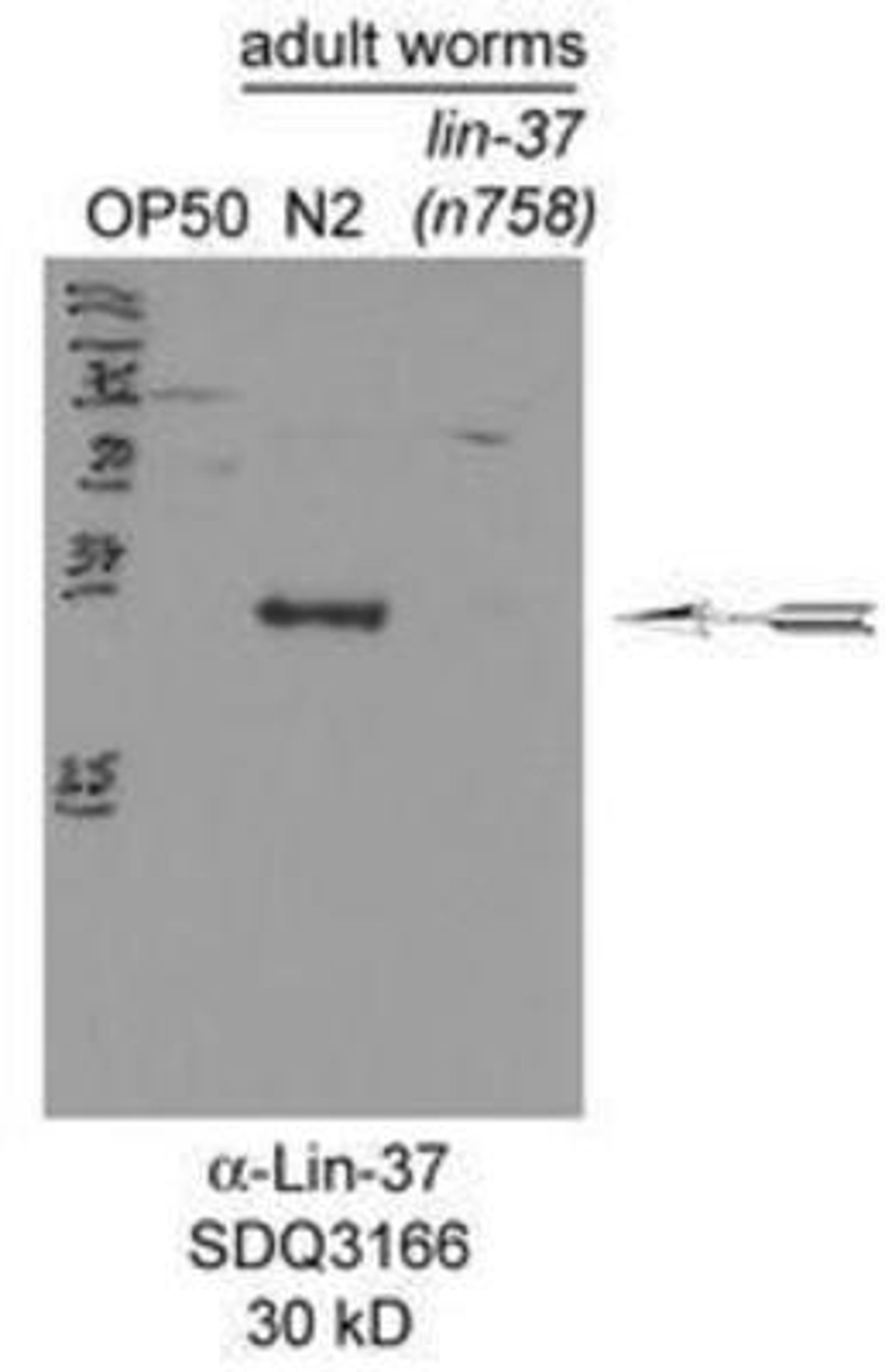 Western Blot: lin-37 Antibody [45170002]  This image is specific to animal number SDQ3166 1:3000 of 0.5 mg/ml stock