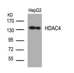 Western blot analysis of lysed extracts from HepG2 cells using HDAC4 (Ab-632).