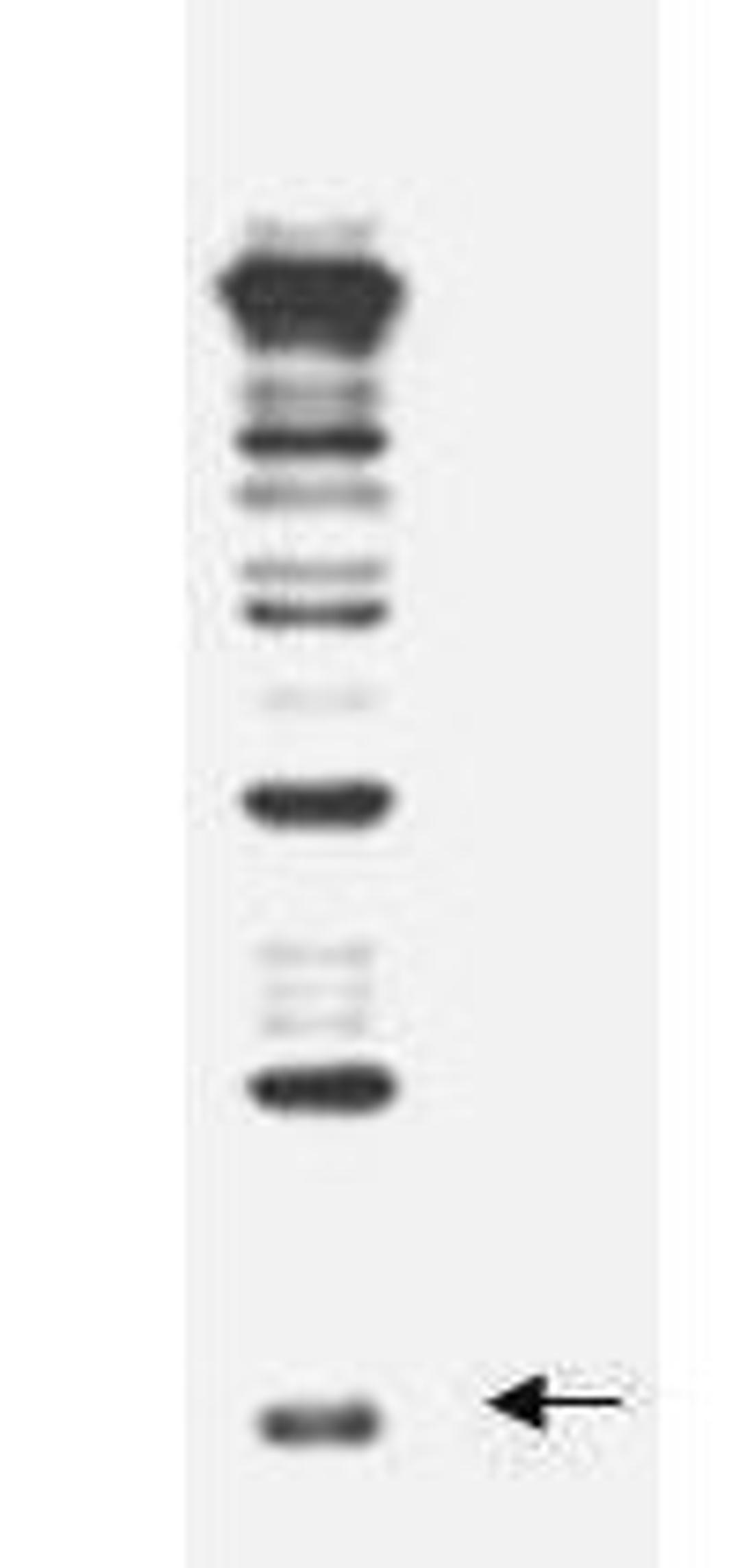 Western blot analysis of against a yeast cell lysate using Rub1 antibody