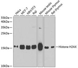 Western blot - Histone H2AX antibody (A11361)