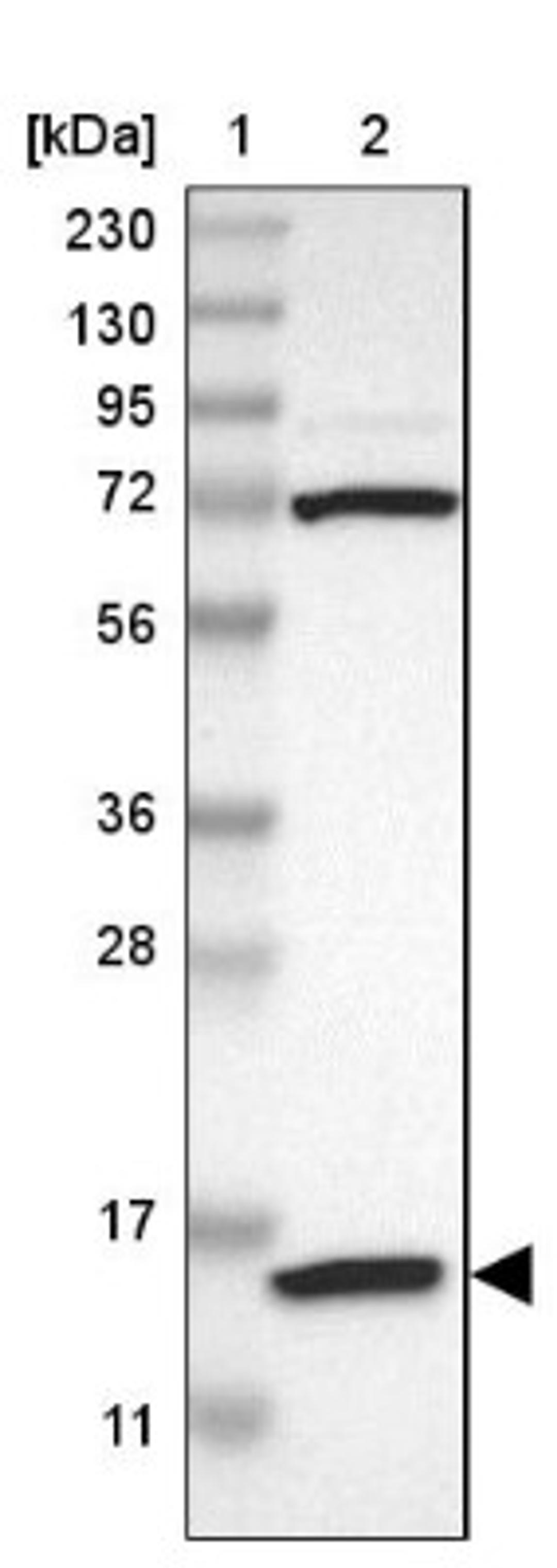 Western Blot: VAMP8 Antibody [NBP1-84013] - Lane 1: Marker [kDa] 230, 130, 95, 72, 56, 36, 28, 17, 11<br/>Lane 2: Human cell line RT-4