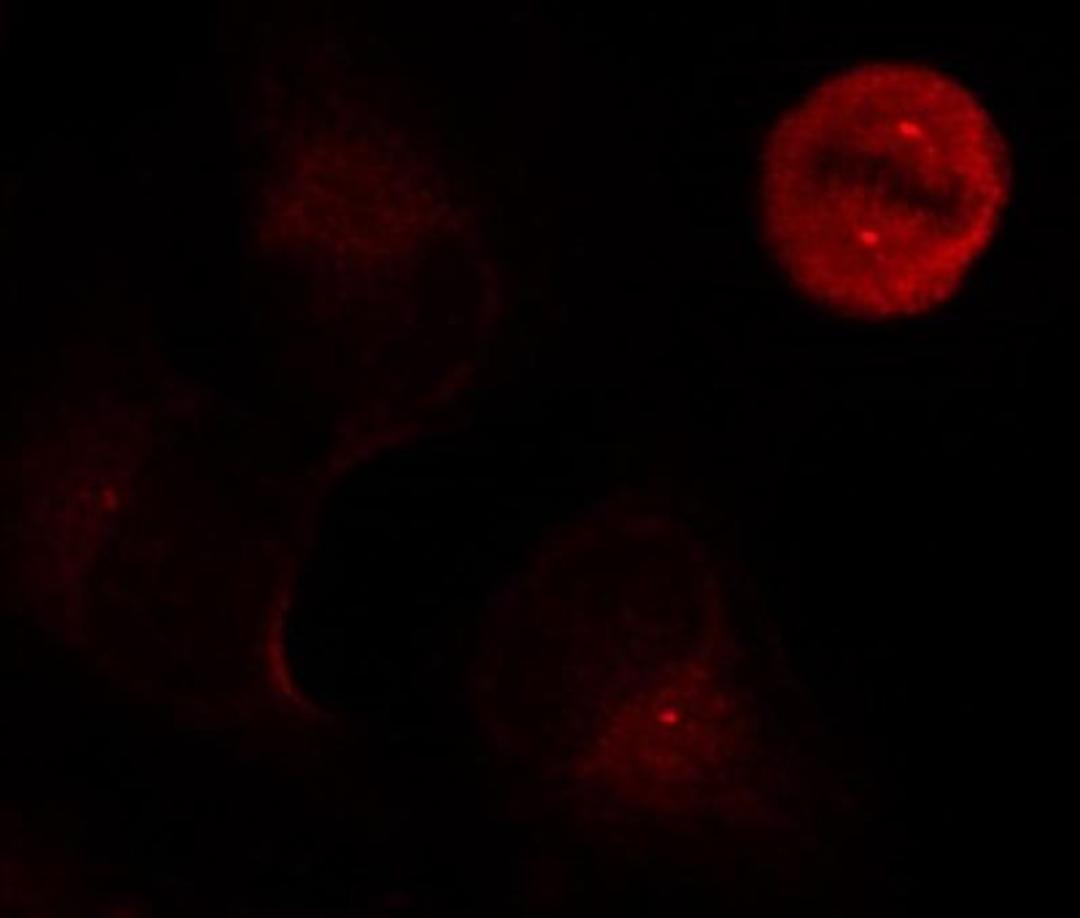 Immunocytochemistry/Immunofluorescence: ERK1/2 [p Tyr204] Antibody [NB100-82100] - Staining of methanol-fixed Hela cells showing centrosome and nuclear staining using p44/42 MAP Kinase(Phospho-Tyr204) antibody