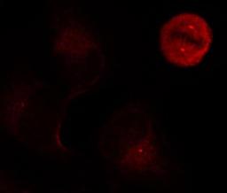 Immunocytochemistry/Immunofluorescence: ERK1/2 [p Tyr204] Antibody [NB100-82100] - Staining of methanol-fixed Hela cells showing centrosome and nuclear staining using p44/42 MAP Kinase(Phospho-Tyr204) antibody