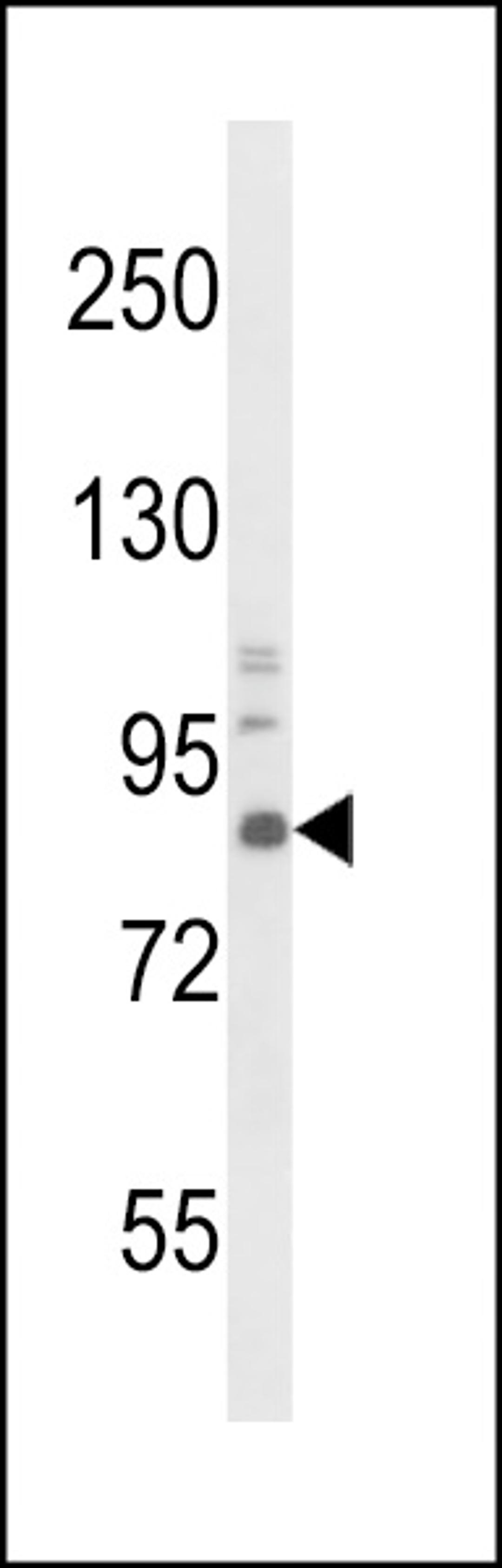 Western blot analysis of TrkA Antibody in mouse brain tissue lysates (35ug/lane)