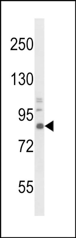 Western blot analysis of TrkA Antibody in mouse brain tissue lysates (35ug/lane)