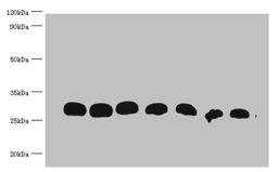 All lanes : Recombinant GST Protein at 30ng/ml. Line 1:Mouse Anti-GST monoclonal antibody at 1:1000. Line2:Mouse Anti-GST monoclonal antibody at 1:2000. Line3:Mouse Anti-GST monoclonal antibody at 1:5000. Line4:Mouse Anti-GST monoclonal antibody at 1:10000. Line5:Mouse Anti-GST monoclonal antibody at 1:20000. Line6:Mouse Anti-GST monoclonal antibody at 1:40000. Line7:Mouse Anti-GST monoclonal antibody at 1:80000. Predicted band size : 28kd. Observed band size : 30kd. 
