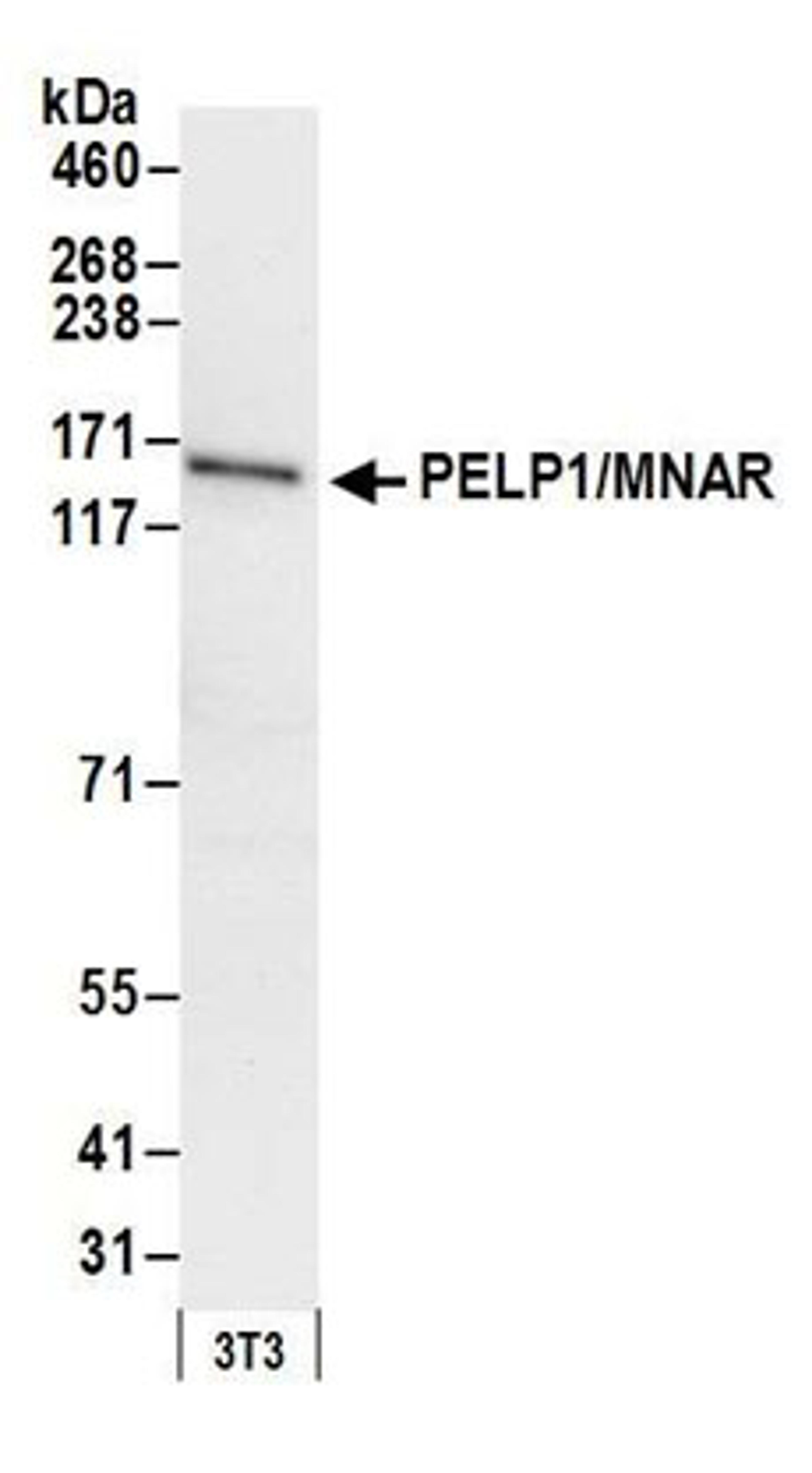 Detection of mouse PELP1/MNAR by western blot.