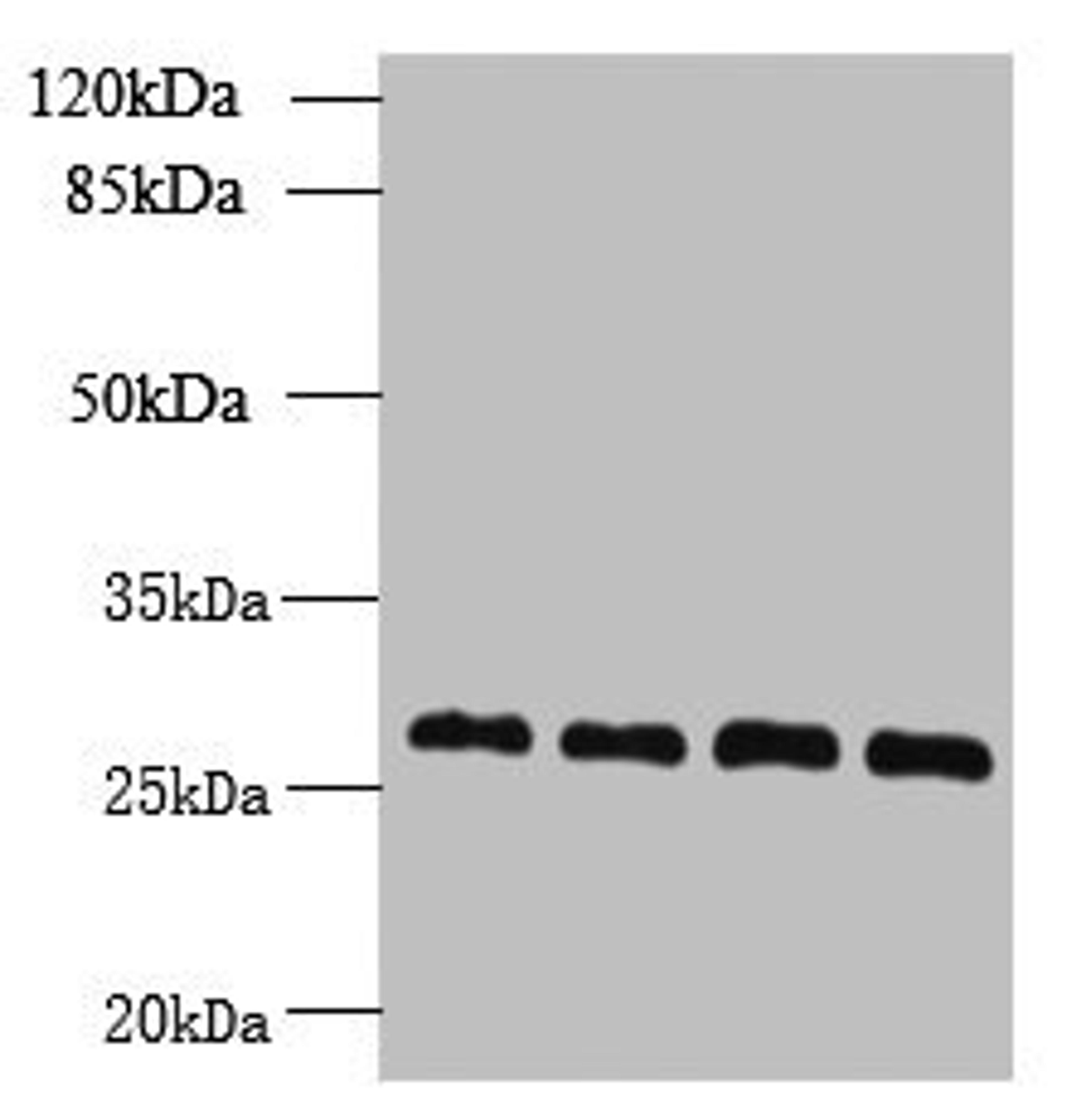 Western blot. All lanes: YIPF4 antibody at 2.5µg/ml. Lane 1: Jurkat whole cell lysate. Lane 2: HepG2 whole cell lysate. Lane 3: Hela whole cell lysate. Lane 4: A431 whole cell lysate. Secondary. Goat polyclonal to rabbit IgG at 1/10000 dilution. Predicted band size: 28 kDa. Observed band size: 28 kDa