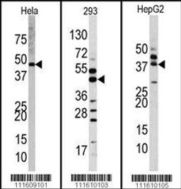 Western blot analysis of anti-MAPK1 Antibody Pab in Hela, 293, and HepG2 cell line lysates.