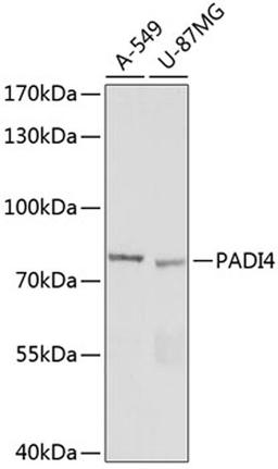 Western blot - PADI4 antibody (A16188)