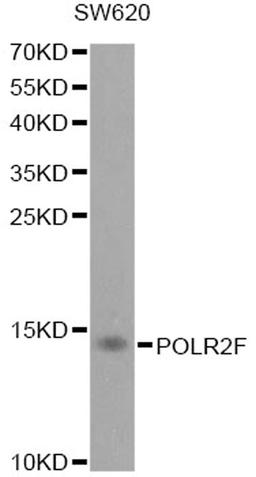 Western blot - POLR2F antibody (A1824)