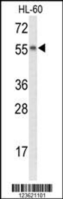 Western blot analysis of NYX Antibody in HL-60 cell line lysates (35ug/lane)