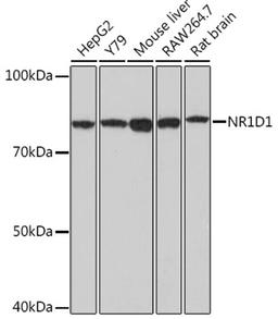 Western blot - NR1D1 antibody (A18602)