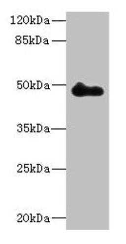 Western blot. All lanes: ZNF232 antibody at 0.8µg/ml + Mouse heart tissue. Secondary. Goat polyclonal to rabbit IgG at 1/10000 dilution. Predicted band size: 48, 47 kDa. Observed band size: 48 kDa