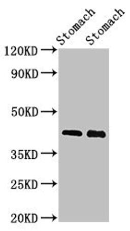 Western Blot. Positive WB detected in: Rat stomach tissue, Mouse stomach tissue. All lanes: POU3F1 antibody at 3ug/ml. Secondary. Goat polyclonal to rabbit IgG at 1/50000 dilution. Predicted band size: 46 kDa. Observed band size: 46 kDa. 