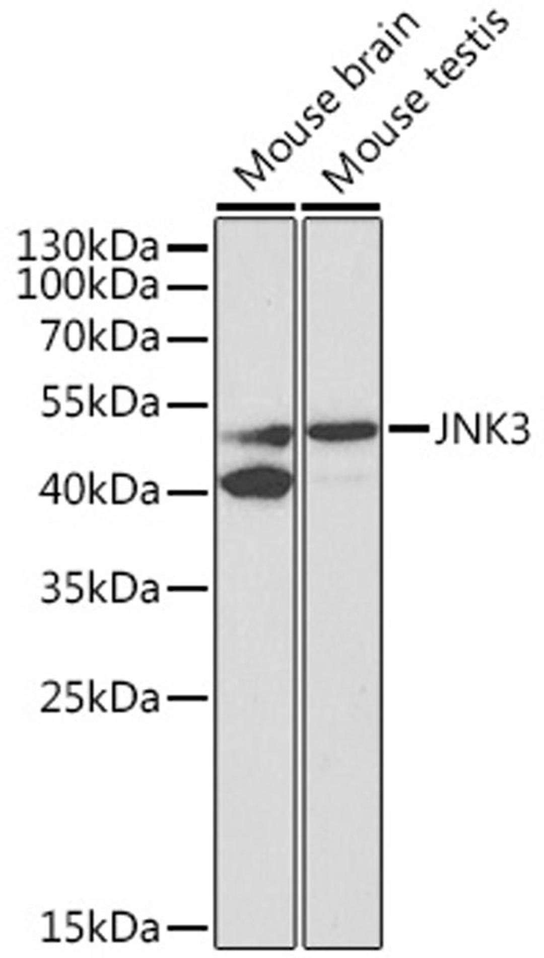 Western blot - JNK3 antibody (A2112)