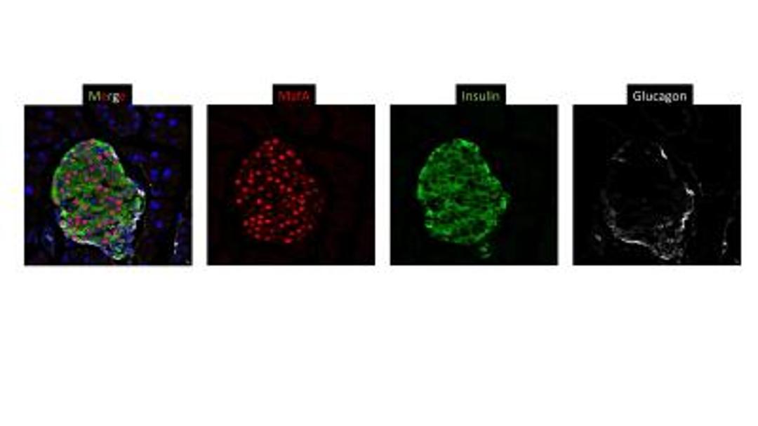 Immunofluorescence: MafA Antibody [NBP1-00121] - analysis of MafA in 8-week old mouse pancretic cryosection using anti-MafA antibody (red). Image from verified customer review.