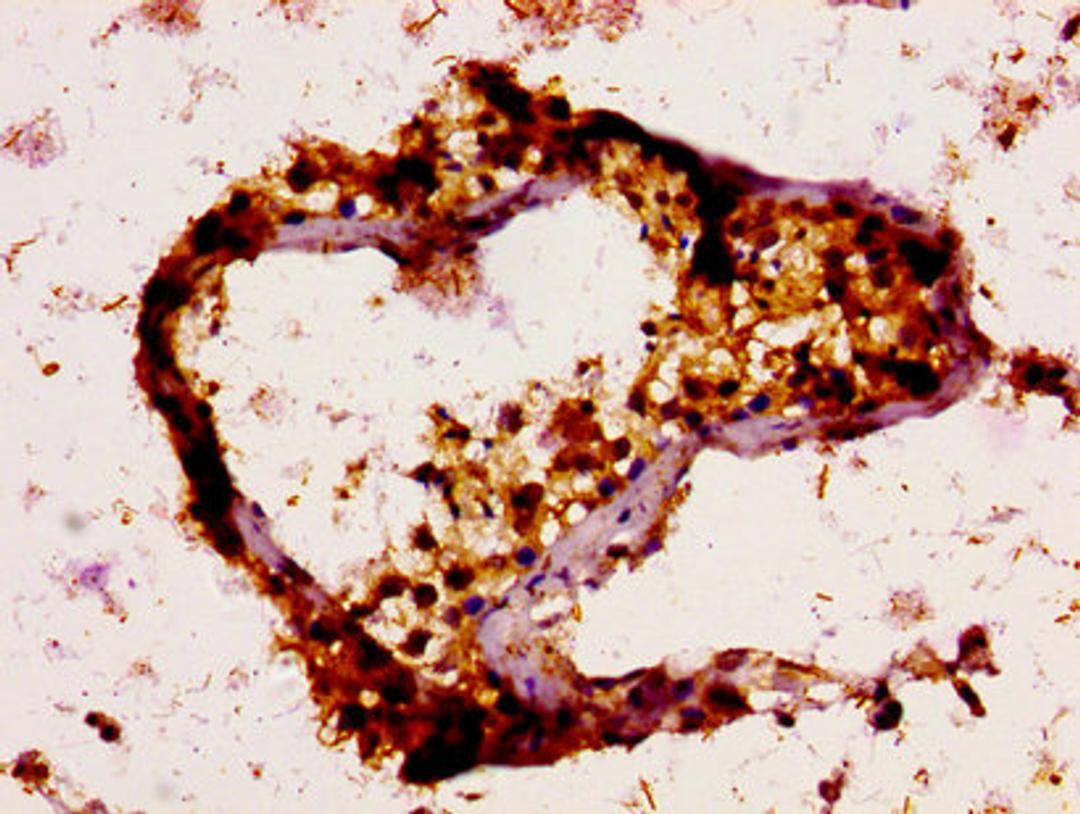 IHC image of CSB-PA025470LA01HU diluted at 1:200 and staining in paraffin-embedded human testis tissue performed on a Leica BondTM system. After dewaxing and hydration, antigen retrieval was mediated by high pressure in a citrate buffer (pH 6.0). Section was blocked with 10% normal goat serum 30min at RT. Then primary antibody (1% BSA) was incubated at 4&deg;C overnight. The primary is detected by a biotinylated secondary antibody and visualized using an HRP conjugated SP system.