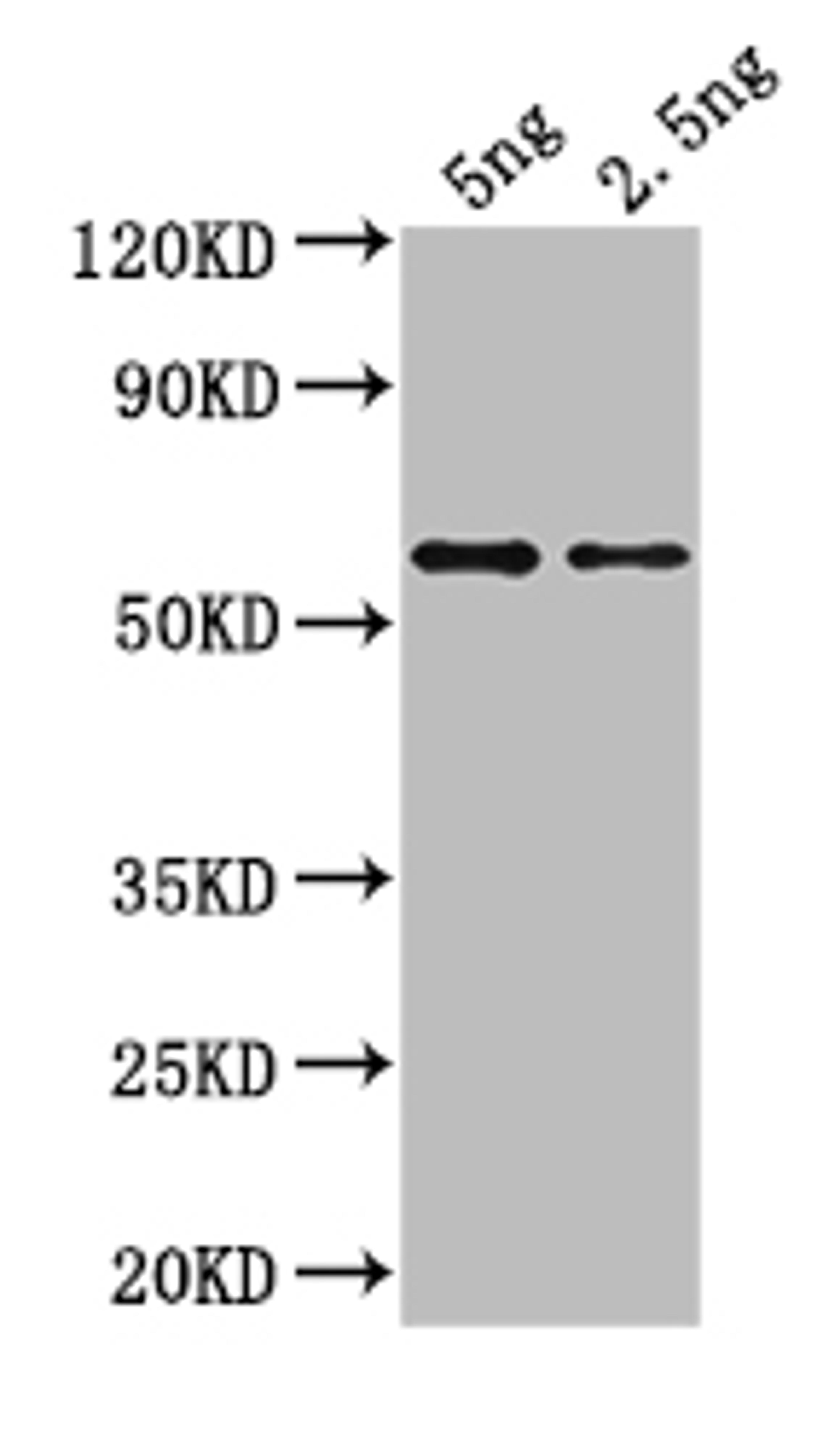 Western Blot. Positive WB detected in: recombinant protein. All lanes: gag Antibody at 1:1000. Secondary. Goat polyclonal to rabbit IgG at 1/50000 dilution. Predicted band size: 36 kDa. Observed band size: 36 kDa. 