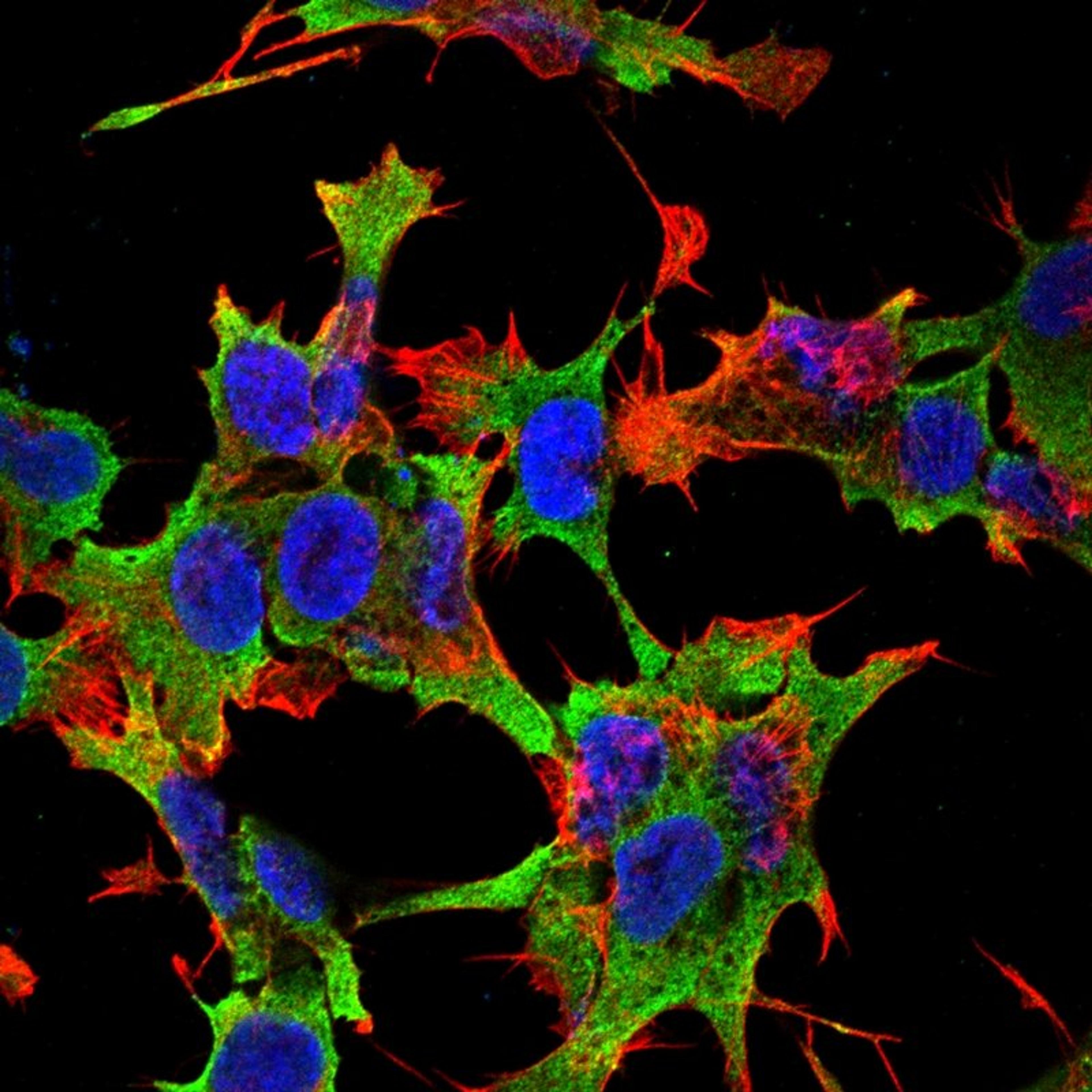 Immunofluorescence analysis of neuroblastoma cell line sk-n-be using PTPRF antibody