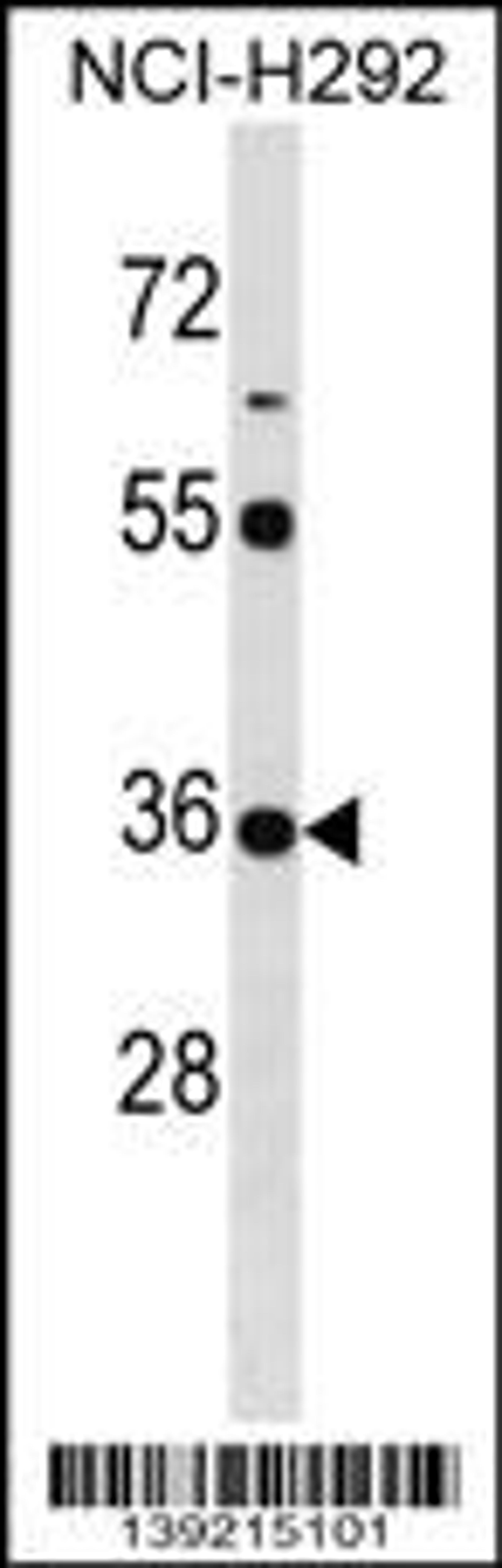 Western blot analysis in NCI-H292 cell line lysates (35ug/lane).