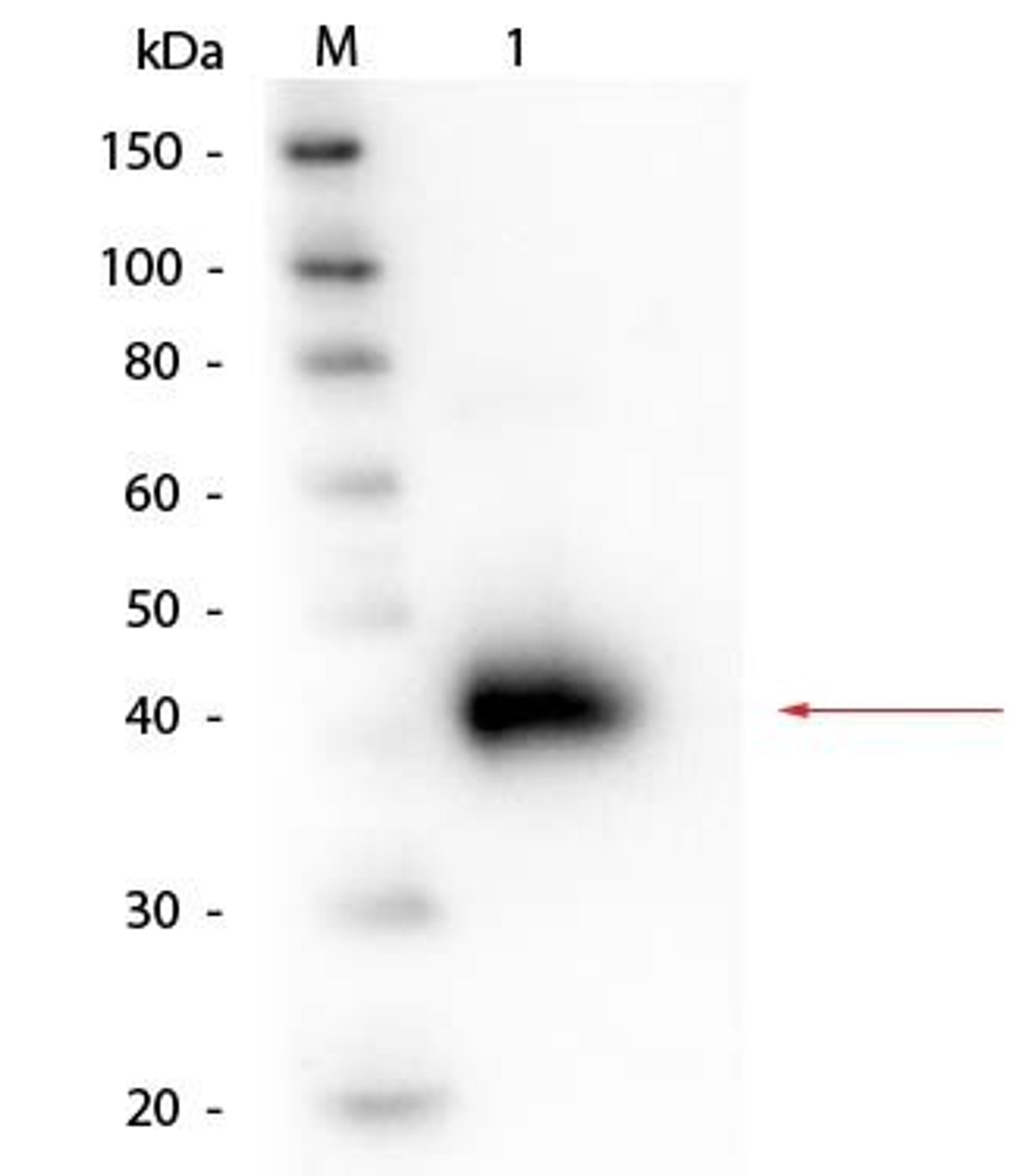 Western blot analysis of Alpha-1-Acid Glycoprotein (Human Plasma). Load: 50 ng using Alpha-1-Acid Glycoprotein antibody