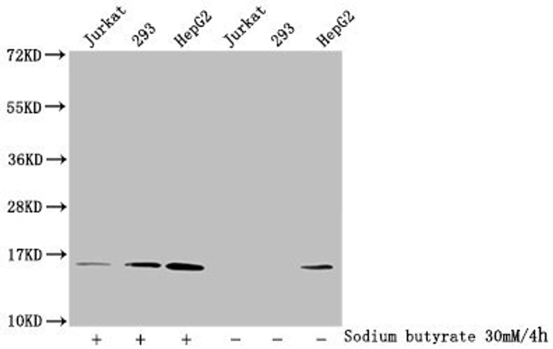 Western Blot. Detected samples: Jurkat whole cell lysate, 293 whole cell lysate, HepG2 whole cell lysate; Untreated (-) or treated (+) with 30mM sodium butyrate for 4h. All lanes: HIST1H2AG antibody at 1:100. Secondary. Goat polyclonal to rabbit IgG at 1/50000 dilution. Predicted band size: 15 kDa. Observed band size: 15 kDa