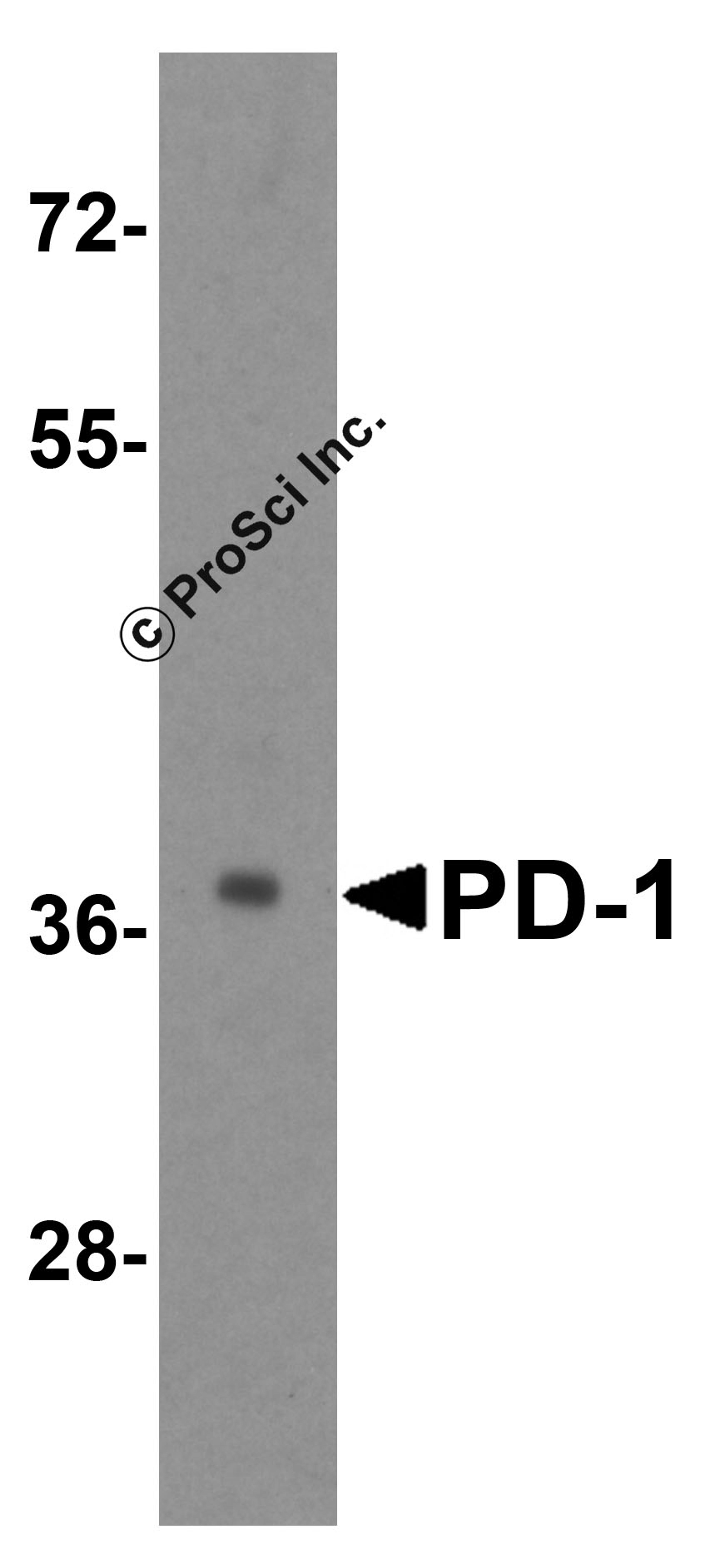 Western blot analysis of PD-1 in transfected 293 cell lysate with PD-1 antibody at 1 μg/mL.